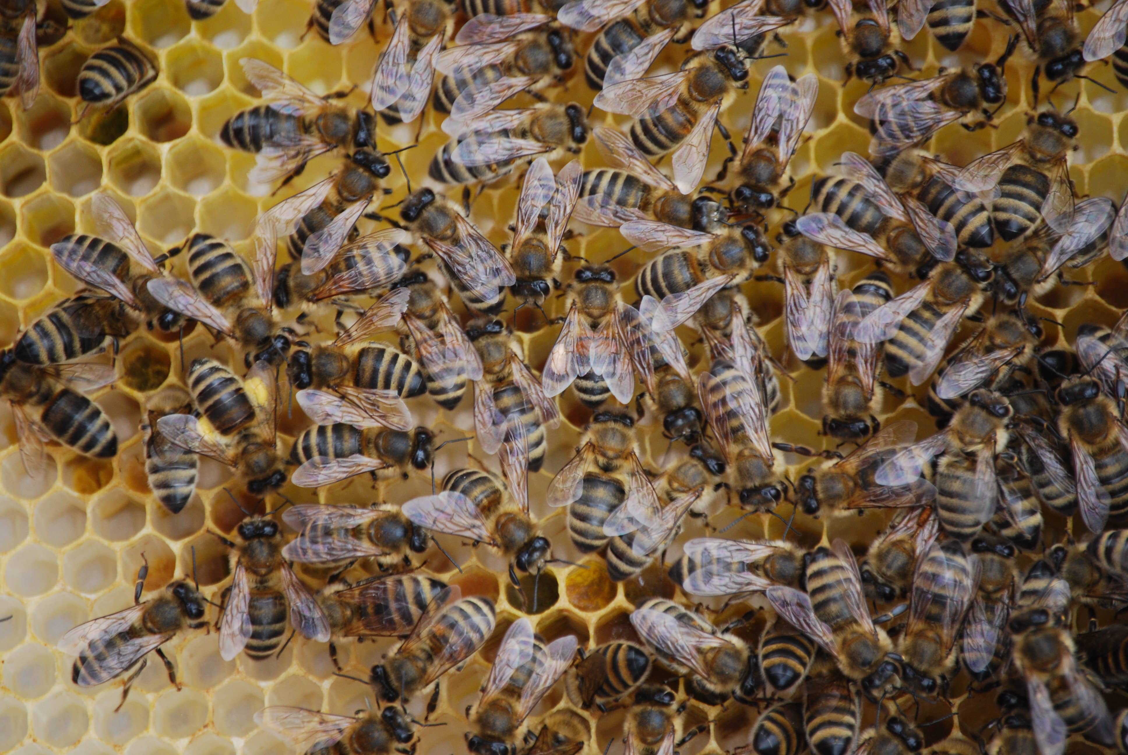 Les abeilles parisiennes : découvrir leurs secrets